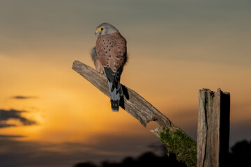 Male Kestrel (Falco tinnunculus) European bird of prey at sunset
