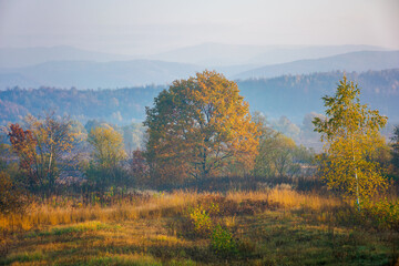 Fototapeta premium misty morning of mountainous countryside. rural landscape in autumn colors. trees on the fields in fall colors. distant mountains beneath a sky with clouds in morning light