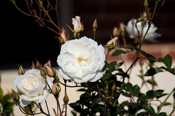 Stunningly magnificent romantic beautiful pure snow white Iceberg rose blooming in early spring adds fragrant charm to the garden with its decorative florabunda clustering habit .
