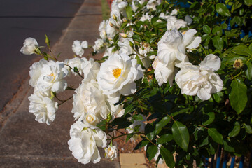 Stunningly magnificent romantic beautiful pure snow white Iceberg rose blooming in early spring adds fragrant charm to the garden with its decorative florabunda clustering habit .