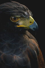Male Harris Hawk ( Parabuteo unicinctus ) close up of head and beak.