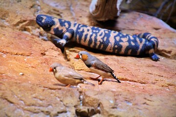 lizard on the rock