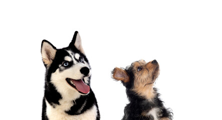 Two dogs of different sizes looking upwards