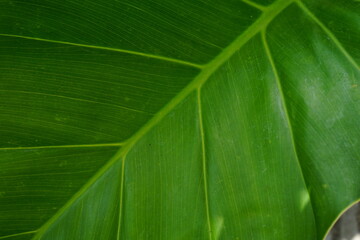 green Taro leaves close up. tropical summer plant