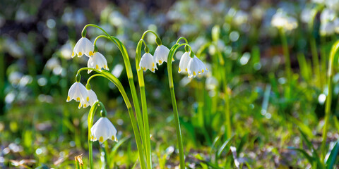 bunch of snowflake flowers on the forest glade. spring nature background on a sunny day