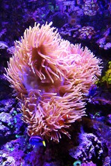 coral reef in aquarium