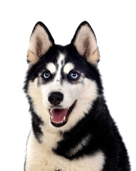 Portrait of a blue eyed Siberian Husky dog