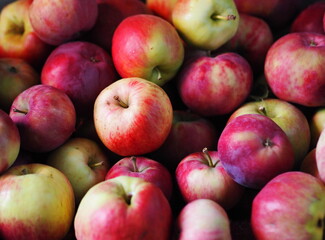 Autumn fruit food agricultural background. Heap of red ripe apples lay indoors with no light on storage.