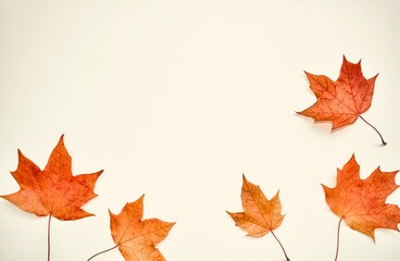 Autumn, colorful composition. Frame of autumn maple leaves on a white background. Flat lay, top view, copy space.