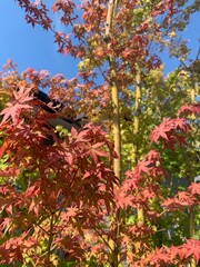 red maple leaves