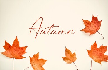 Autumn, colorful composition. Frame of autumn maple leaves on a white background. Flat lay, top view, copy space.