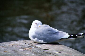 seagull on a fence