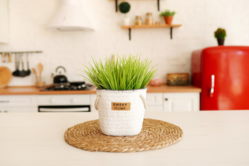White pot with green herbs on kitchen table