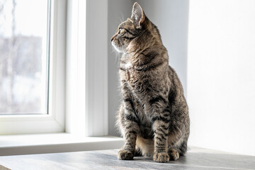 The cat sits on the table and looks out the window © Sergei Malkov