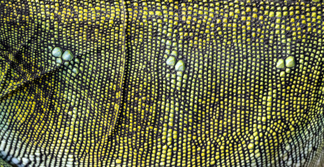 Philippine Sailfin Lizard Skin Texture