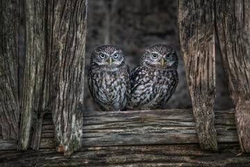 Little Owl pair (Athene noctua) in a bran window. Old rustic wood and a small owl. 
