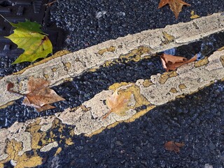 Autumn leaves on the road