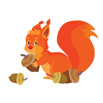 red-haired eater stot among acorns and one holding in its paws, isolated object on white background, vector illustration,