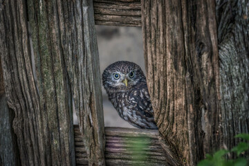 Little Owl (Athene noctua) in a bran window. Old rustic wood and a small owl. 