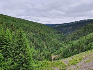 Fototapeta premium forest in the mountains