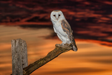 Barn Owl (Tyto alba) at night. Nocturnal hunting white owl. 