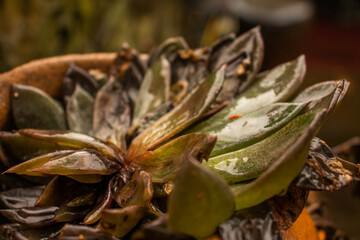 Succulent in the Rain