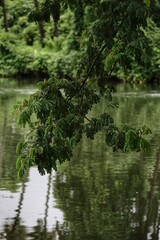 Fototapeta premium lake in the forest