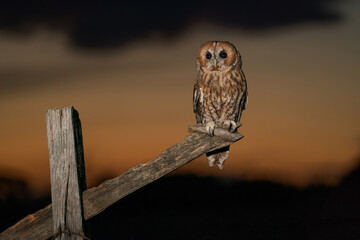 Tawny Owl (Strix aluco) at sunset, nocturnal hunter, United Kingdom. 
