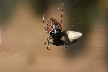 sehr dunkle Gartenkreuzspinne - Araneus diadematus