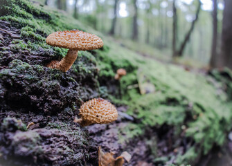 mushrooms in the forest