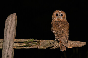 Tawny Owl (Strix aluco) at night, nocturnal hunter, United Kingdom. 