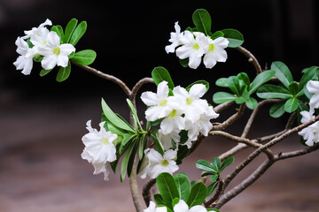 White desert rose flowers or adenium blooming on branch nature garden background
