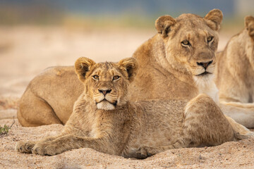 Fototapeta na wymiar Young lion lying down in sandy riverbed amongst its pride in Kruger Park in South Africa