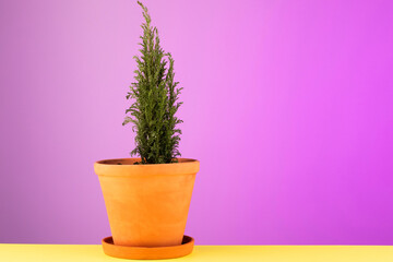 indoor coniferous plant in a clay pot