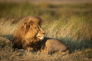 Horizontal portrait of a beautiful male lion with big mane lying down amongst tall green grass in Serengeti in Tanzania © stuporter