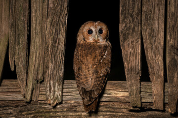 Tawny Owl (Strix aluco) at night, nocturnal hunter, United Kingdom. 