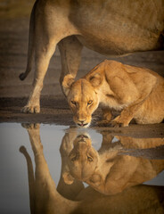 Vertical portrait of a lioness drinking with her face reflecting in water in Ngorongoro in Tanzania