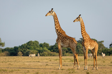 Two male giraffe standing in sunset amongst grazing zebra in Masai Mara in Kenya © stuporter