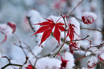 雪に覆われる冬の紅葉