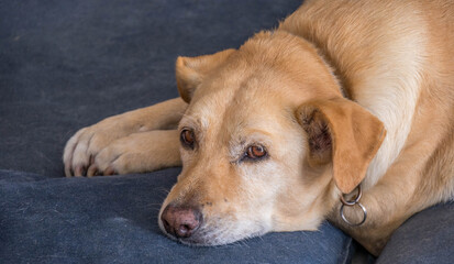 Portrait of a large brown mixed breed dog lying on a blue pillow image in horizontal format