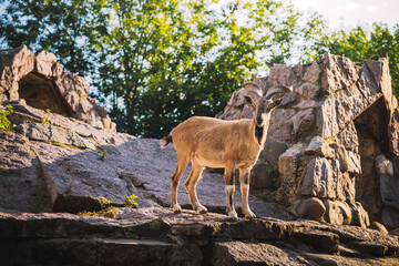 Goat or ram with twisted horns on a rocky terrain