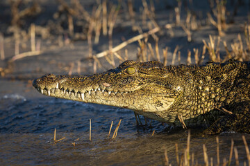 Nile crocodile close up on its head with eyes wide open entering water in Chobe River in Botswana