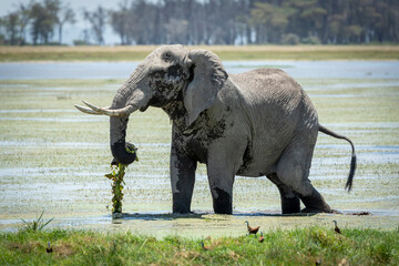 Large bull elephant covered in dry mud eating a string of water lilly in Amboseli National Park in...