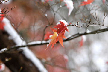 雪に覆われる冬の紅葉