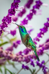 Green Violet-ear hummingbird (Colibri thalassinus) in flight isolated on a green background in Costa Rica