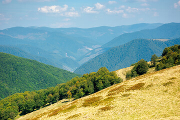 Fototapeta premium mountain meadow on a sunny autumn day. dry grass on the hills. mountain range rolling in to the horizon. fluffy clouds on the blue sky at high noon