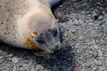Fototapeta premium アザラシ