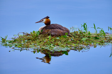 A great crested grebe on a nest reflected on the water