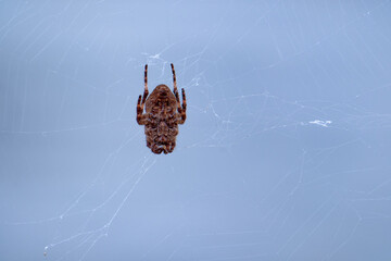 Asianellus festivus in its net with blu sky in the background.