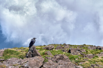 A raven alighted on a rock in the top of a mountain with a cloudy sky on the background.